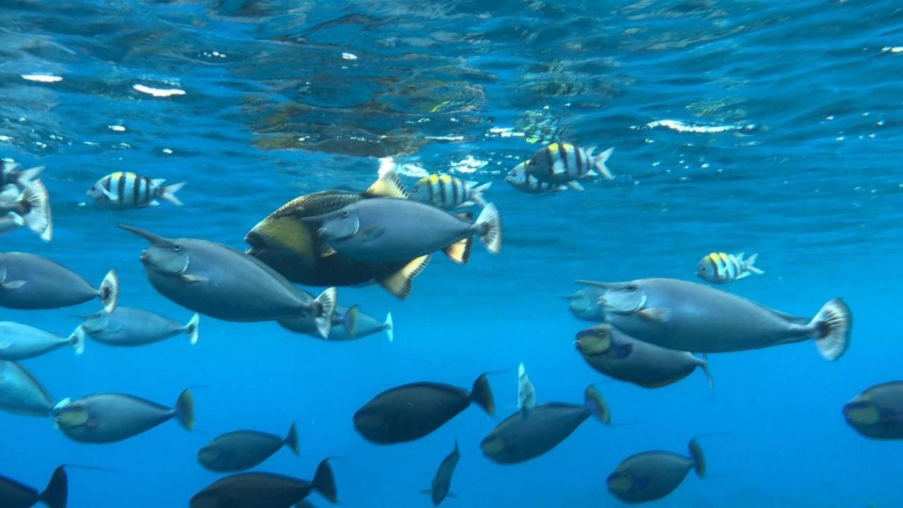그린 아일랜드 20Ft Sea Attic 아파트 외부 사진